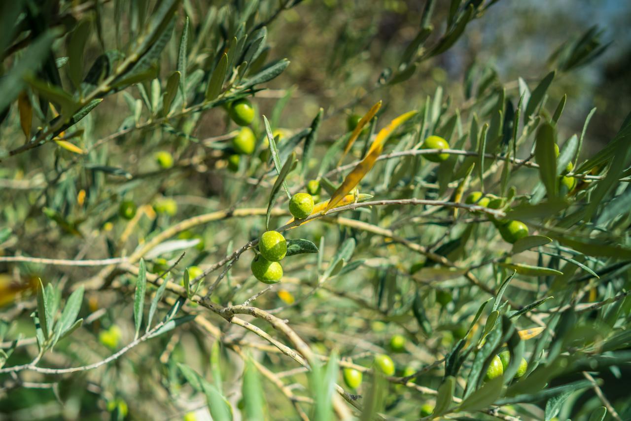 לינה וארוחת בוקר אקס-אן-פרובאנס Domaine De Saint Clair מראה חיצוני תמונה